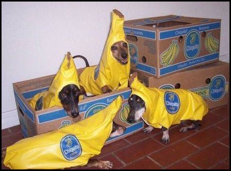 Dog Bananas